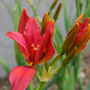 Belamcanda chinensis (Iris domestica)